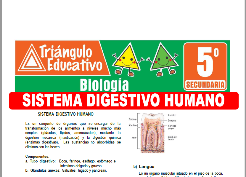 Ficha de Sistema Digestivo Humano para Quinto Grado de Secundaria